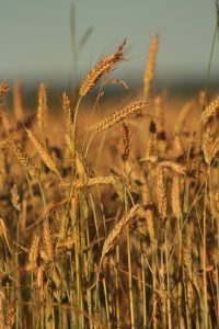 IMG_5771